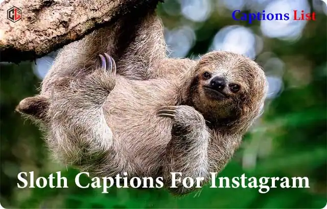Sloth Captions For Instagram