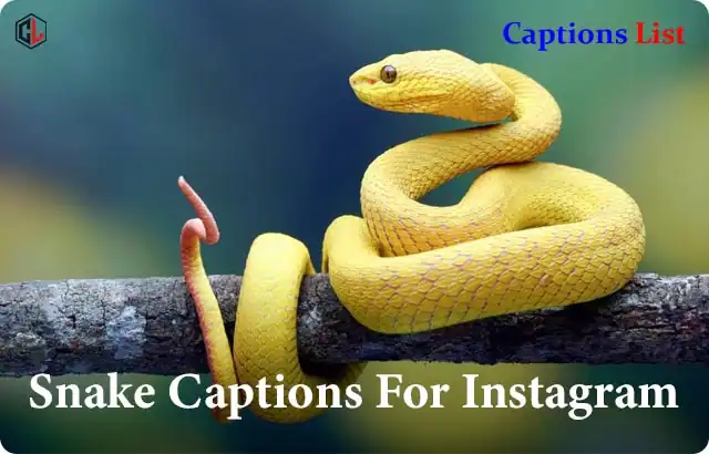 Snake Captions For Instagram