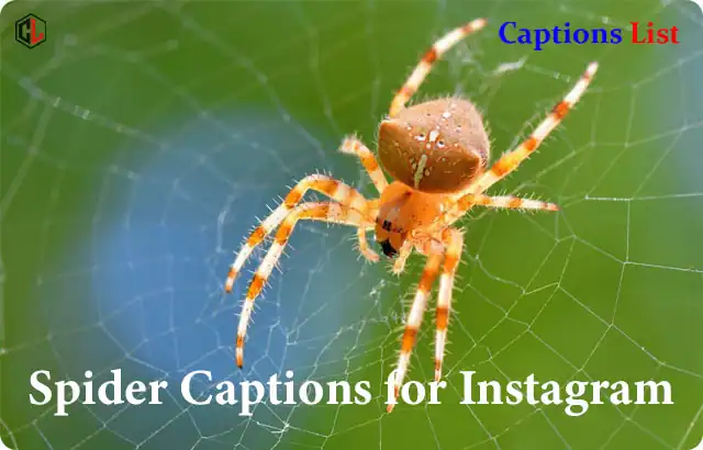 Spider Captions for Instagram