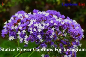 Statice Flower Captions For Instagram
