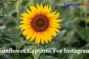 Sunflower Captions For Instagram