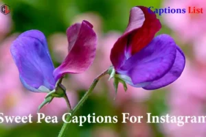 Sweet Pea Captions For Instagram