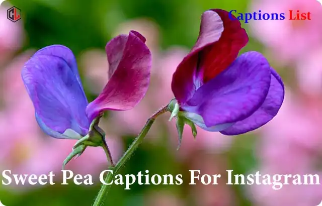 Sweet Pea Captions For Instagram