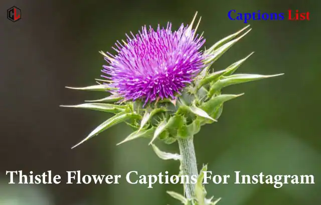 Thistle Flower Captions For Instagram