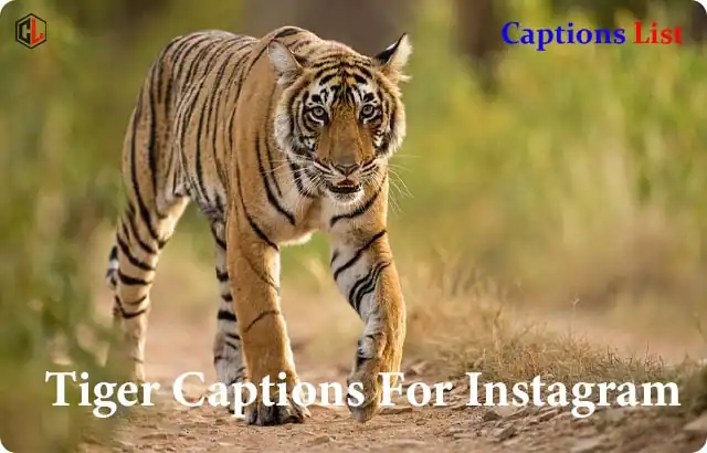 Tiger Captions For Instagram