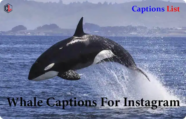 Whale Captions For Instagram
