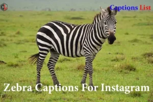Zebra Captions For Instagram