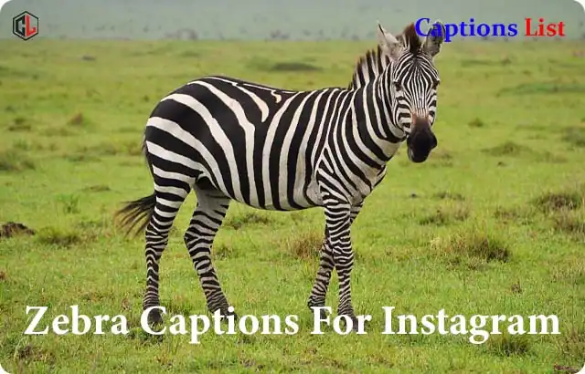 Zebra Captions For Instagram