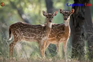 Deer Captions for Instagram