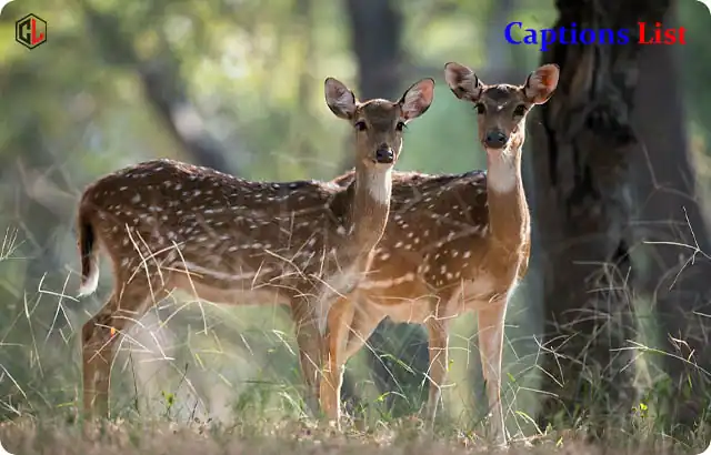 Deer Captions for Instagram