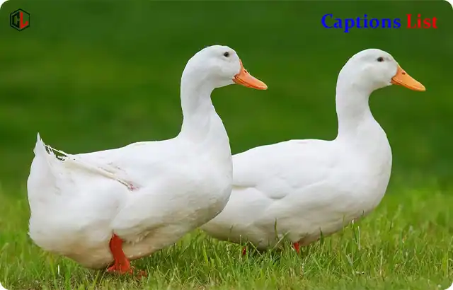Duck Captions for Instagram