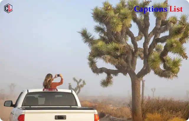 Joshua Tree Captions for Instagram