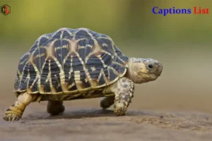 Turtle Captions for Instagram