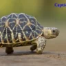 Turtle Captions for Instagram