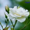 White Rose Captions for Instagram