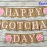 Gotcha Day Captions for Instagram